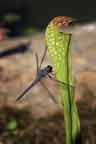 dragonfly on pitcher plant